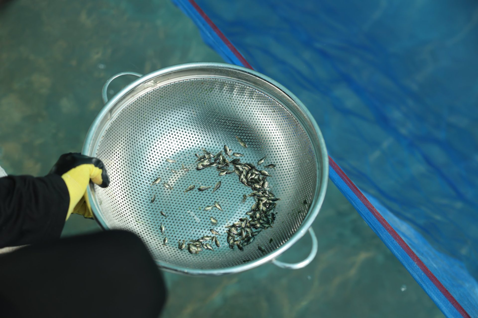 اختيار الإصبعيات بعناية