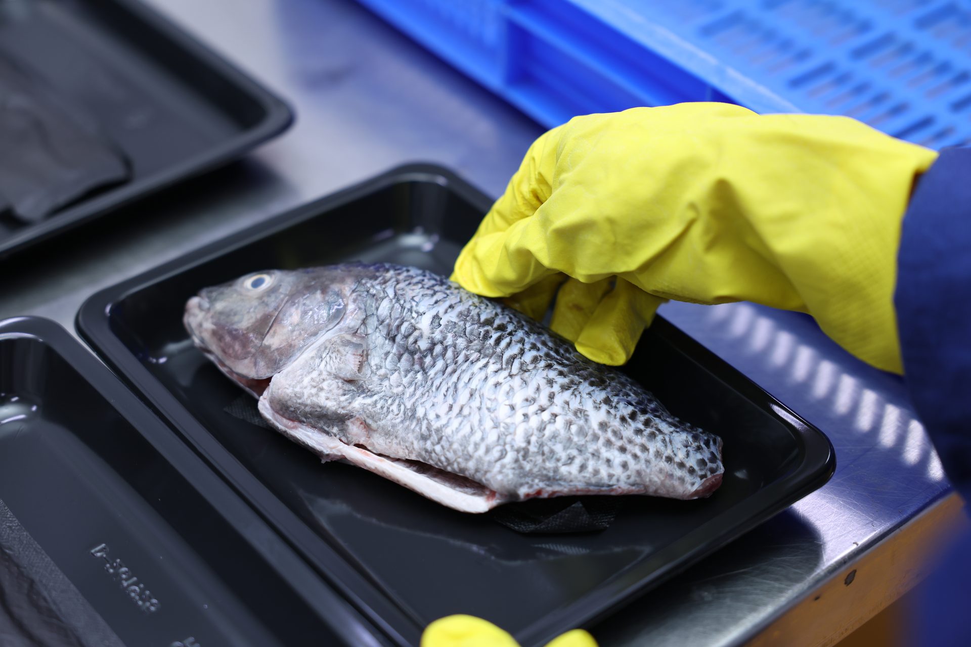 بلطي (Tilapia) مبرد كامل منظف ومغلف للقلي