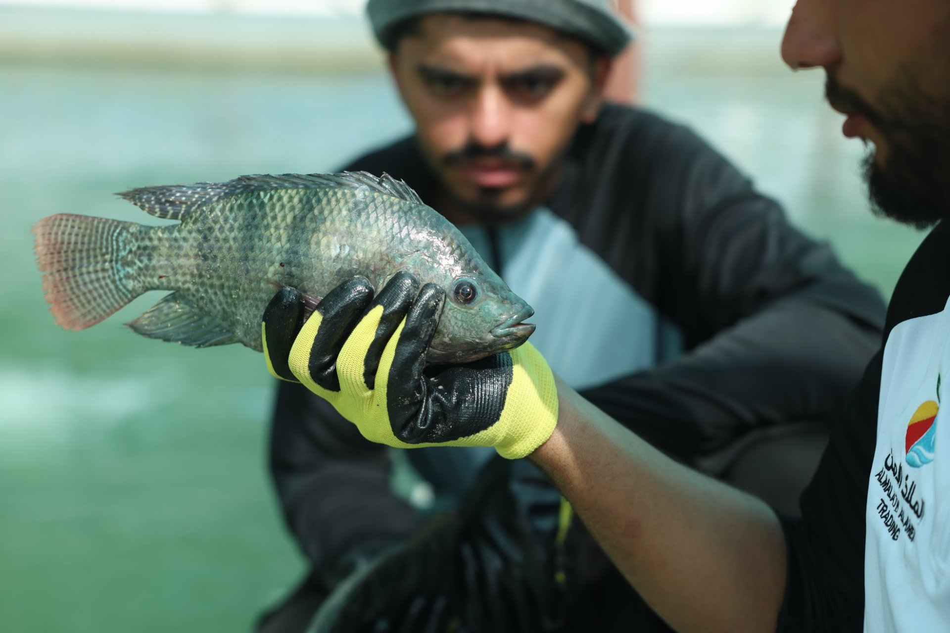 بلطي (Tilapia) مبرد كامل غير منظف